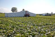 Erntereife Gurke - Gurkenernte - efko 2019- Gurkenflieger - Feld mit Gurken - Gurke 