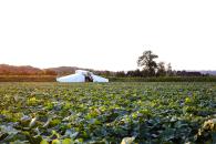 Gurkenflieger - Gurkenernte - efko - Gurken - Feld mit Gurken